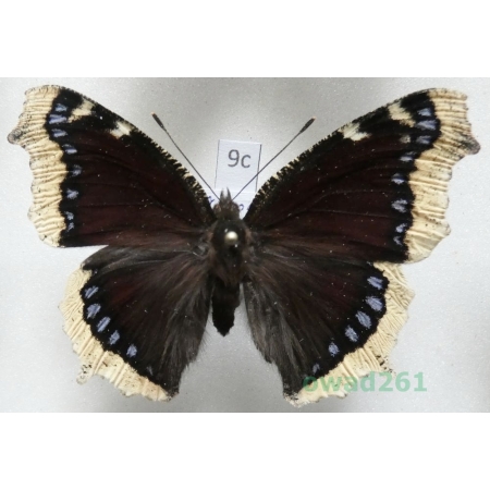 Nymphalis antiopa (Linnaeus, 1758) Rusałka żałobnik Czech9c